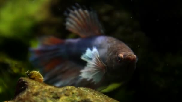 Vie Sous Marine Poissons Nageant Dans Aquarium Océanarium Barcelone — Video