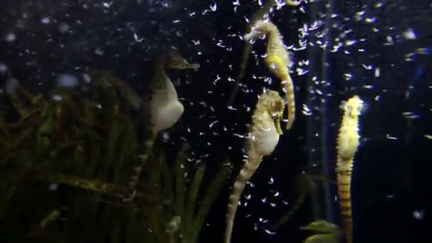 Vida Subaquática Peixes Nadando Aquário Oceanário Barcelona — Vídeo de Stock