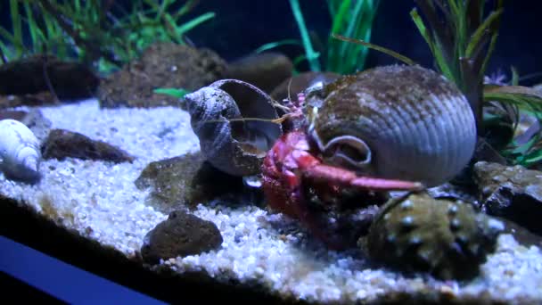 Vida Submarina Peces Nadando Acuario Oceanario Barcelona — Vídeo de stock