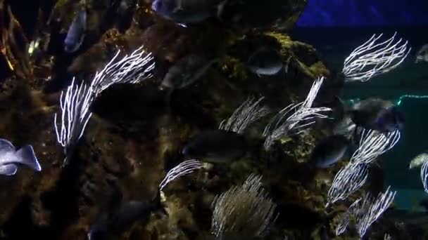 Vie Sous Marine Poissons Nageant Dans Aquarium Océanarium Barcelone — Video