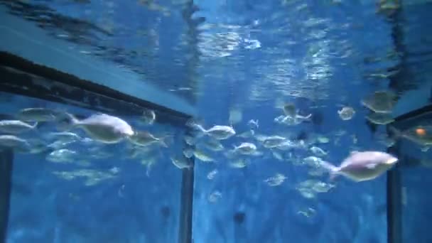 Podwodne Życie Ryba Pływactwo Akwarium Oceanarium Barcelona — Wideo stockowe