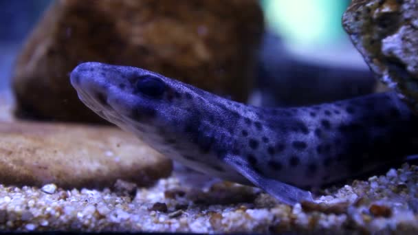 Vita Subacquea Pesci Che Nuotano Acquario Oceanario Barcellona — Video Stock