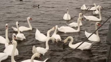 Prag'da kuğular nehir manzara üzerinde. Turizm Nehri yanındaki Charles Bridge, Çek Cumhuriyeti, üzerinde beyaz kuğu. Kuğu Gölü, romantizm ailesiyle güzel beyaz kuğu.