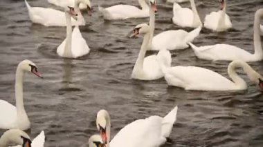 Prag'da kuğular nehir manzara üzerinde. Turizm Nehri yanındaki Charles Bridge, Çek Cumhuriyeti, üzerinde beyaz kuğu. Kuğu Gölü, romantizm ailesiyle güzel beyaz kuğu.