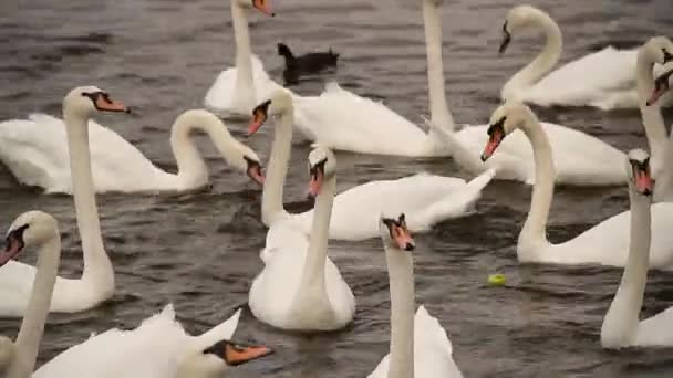 Лебеди Праге Реке Пейзаж Белые Лебеди Реке Рядом Карловым Мостом — стоковое видео