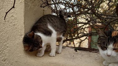Yunanistan sokak kedileri. Sokak kedileri - Yunanistan sembolü.