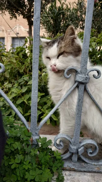 Gatos Rua Grécia Gatos Selvagens Símbolo Grécia — Fotografia de Stock