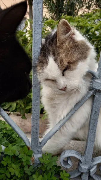 Straßenkatzen Griechenland Streunende Katzen Griechisches Symbol — Stockfoto