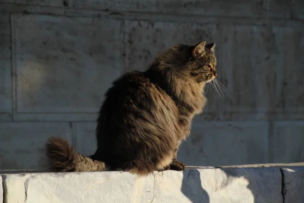 Gatos Rua Grécia Gatos Selvagens Símbolo Grécia — Fotografia de Stock