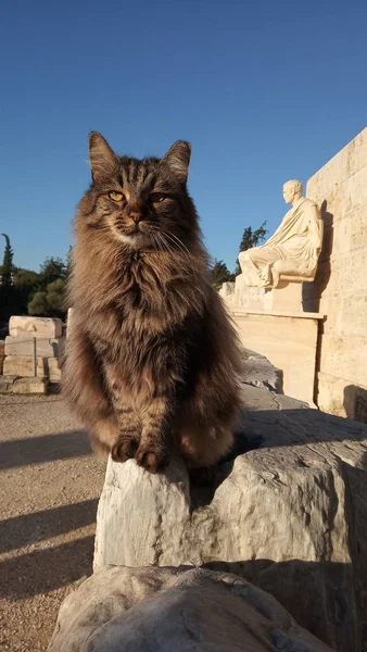 Уличные Кошки Греции Бездомные Кошки Символ Греции — стоковое фото