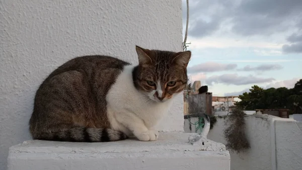 Ulicy Koty Grecji Bezpańskie Koty Symbol Grecji — Zdjęcie stockowe