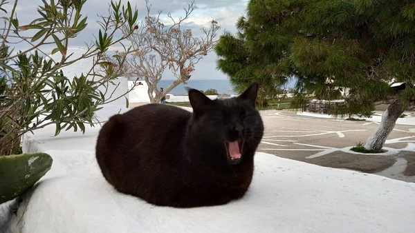 Pouliční Kočky Řecku Zatoulané Kočky Symbol Řecko — Stock fotografie