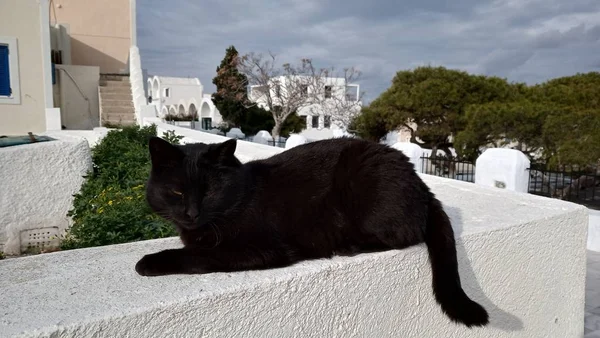 Gatos Rua Grécia Gatos Selvagens Símbolo Grécia — Fotografia de Stock