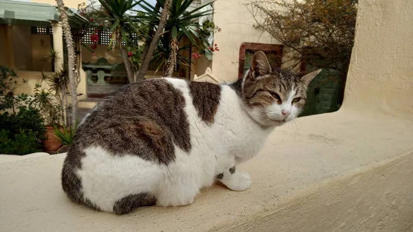 ギリシャの通りの猫 ストレイキャッツは ギリシャ記号 — ストック写真