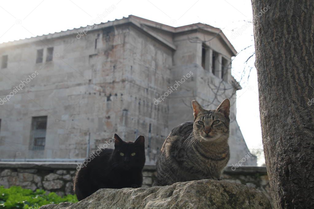 Street cats in Greece. Stray cats - Greece symbol.