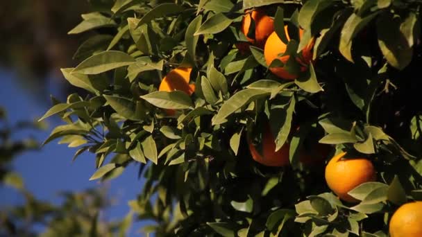 Orangenbaum Südeuropa Stadtbild Mit Orangenbäumen — Stockvideo