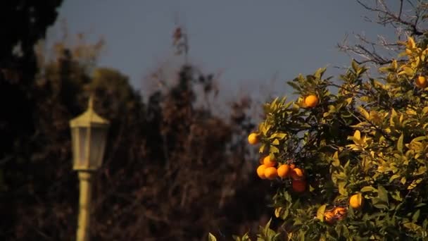 Orangenbaum Südeuropa Stadtbild Mit Orangenbäumen — Stockvideo