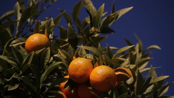 Güney Avrupa Nın Portakal Ağacı Cityscape Portakal Ağaçları Ile — Stok video