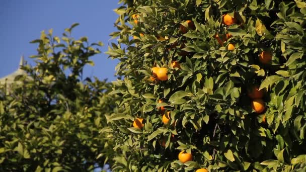 Orangenbaum Südeuropa Stadtbild Mit Orangenbäumen — Stockvideo