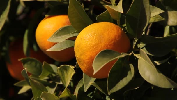 Pomarańczowe Drzewa Południowej Europie Gród Drzewa Pomarańczowe — Wideo stockowe