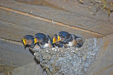 Kırlangıç yuva küçük civciv ile aslan altında