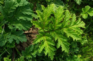 Tebeşir almak için açık çukur