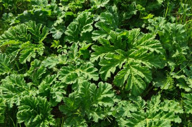 Tebeşir almak için açık çukur