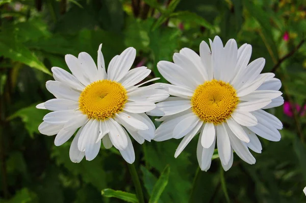 Irisblume Mit Wassertropfen — Stockfoto