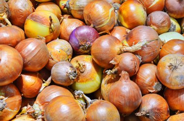 Farklı sınıflarda bir sürü soğan var.