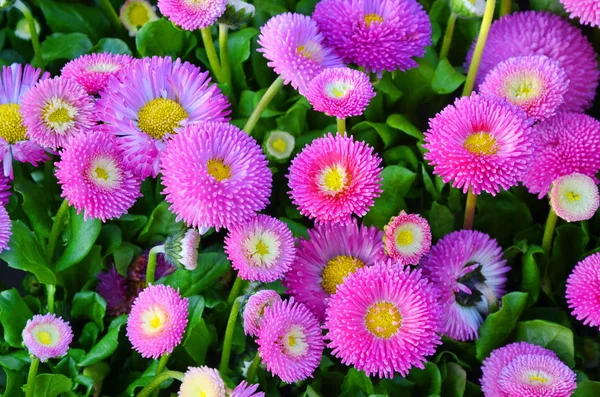 Flores de margarita — Foto de Stock