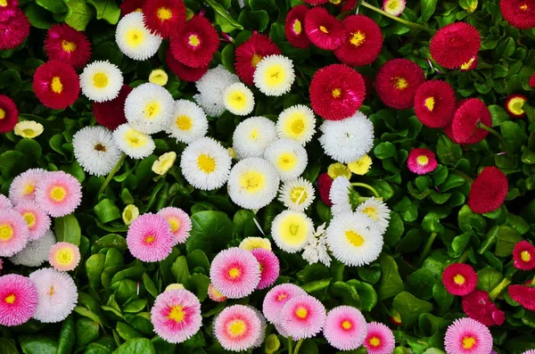 Fiori gentili di una margherita per favore di bellezza insolita di fioritura nei primi mesi di primavera — Foto Stock