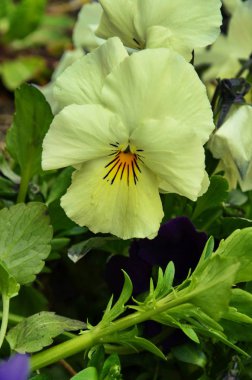 Farklı çiçeklerin güzel menekşeleri