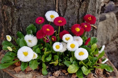 Béllis perénnis Daisy çiçekleri