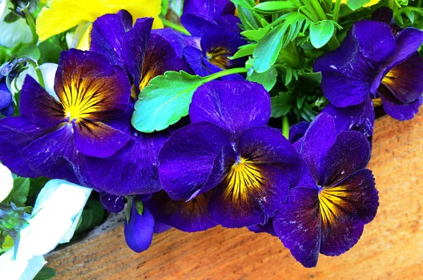 Belle viole di fiori diversi — Foto Stock