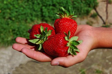 çilek olgun ve tatlı
