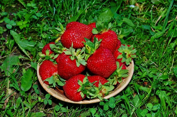 Strawberry ripe and sweet — Stock Photo, Image