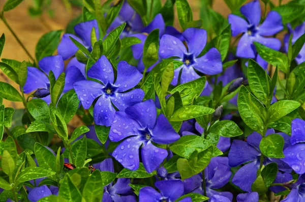 Periwinkle small climber — Stock Photo, Image