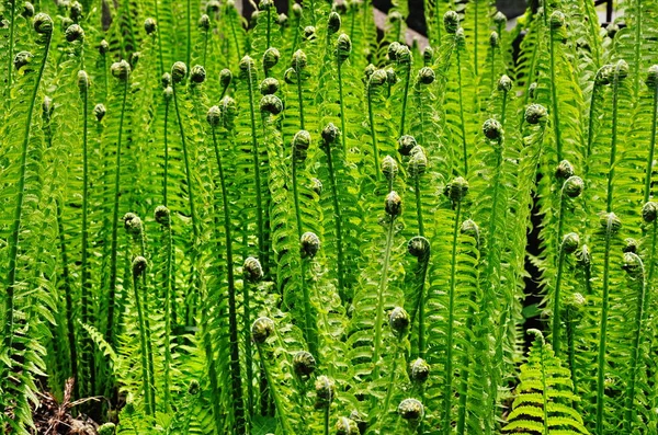 Fern thickets dense — Stock Photo, Image