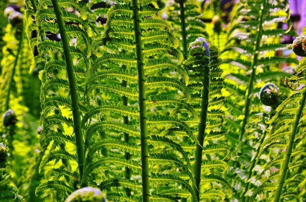 Fougères denses — Photo