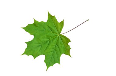 Young leaf of a maple. clipart