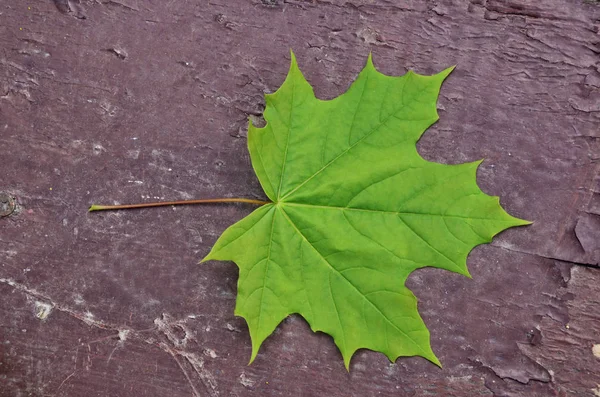 Feuille Juteuse Sur Très Jeune Arbre Érable — Photo