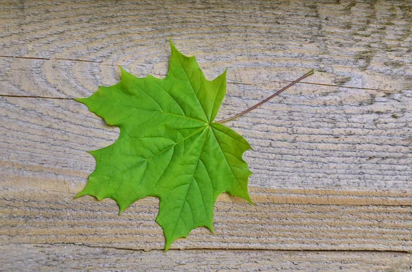 Foglia Succosa Albero Molto Giovane Acero — Foto Stock