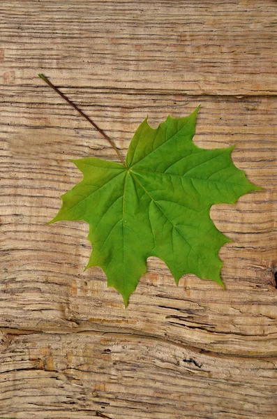 Hoja Jugosa Sobre Árbol Muy Joven Del Arce — Foto de Stock