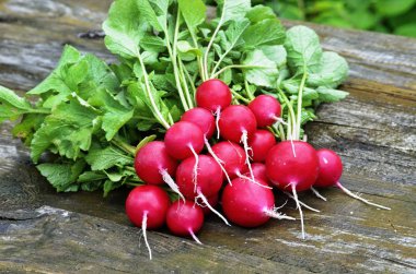 Kırmızı bahçe turp erken sebze