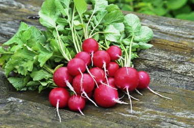 Red garden radish early vegetable clipart