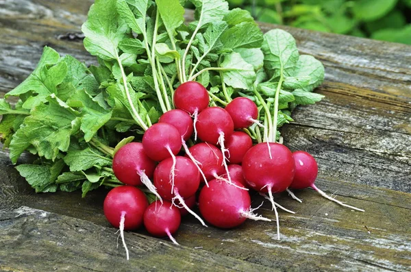 Red garden radish early vegetable — Stock Photo, Image