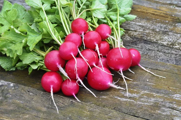 Roter Gartenrettich Frühgemüse — Stockfoto