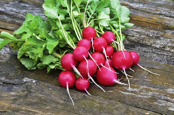 Roter Gartenrettich Frühgemüse — Stockfoto