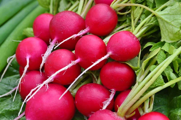 Rábano rojo del jardín y cebollas verdes . — Foto de Stock