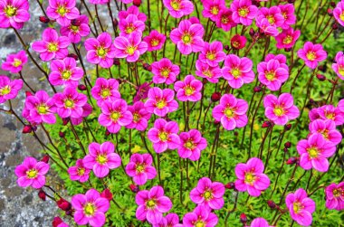 Bir sürü pembe çiçek var..